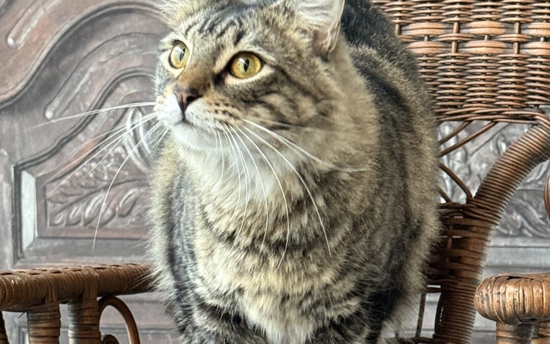 Sammy Joe