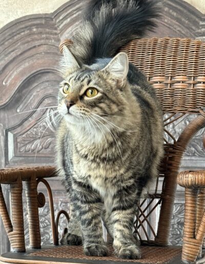 Sammy Joe