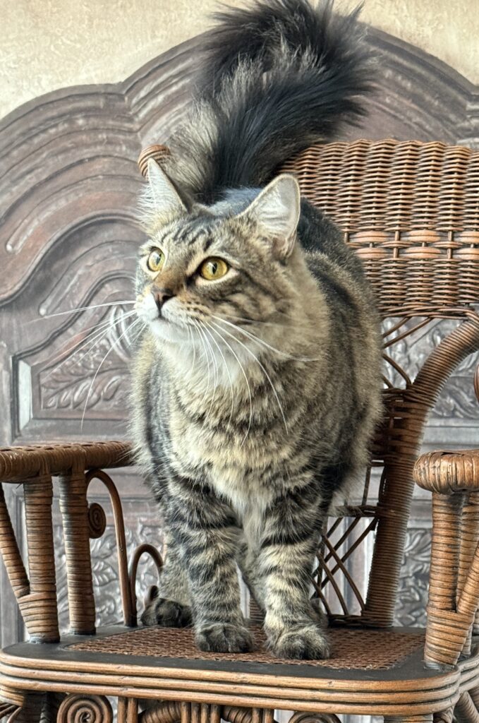 Sammy Joe
