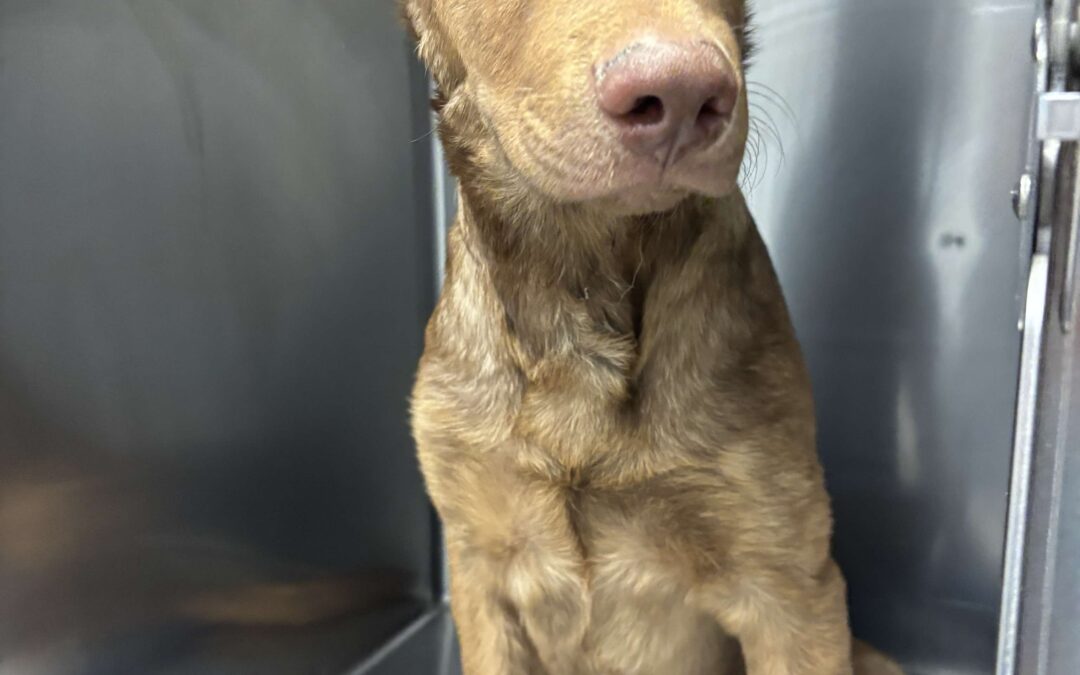 Puppy 1