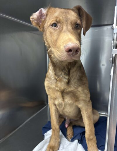 Puppy 1