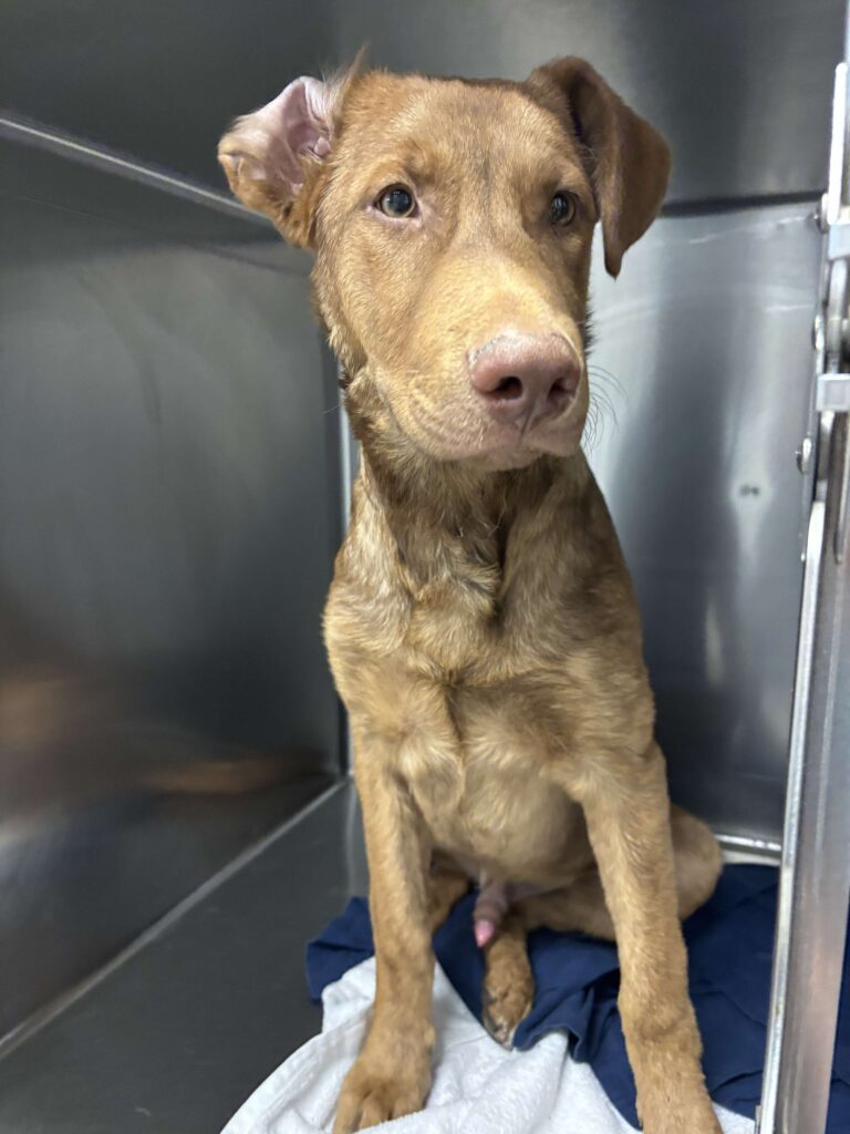 Puppy 1