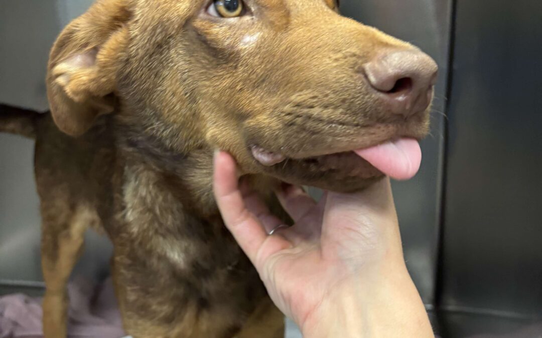 Puppy 2