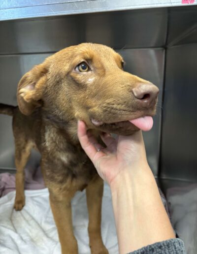 Puppy 2