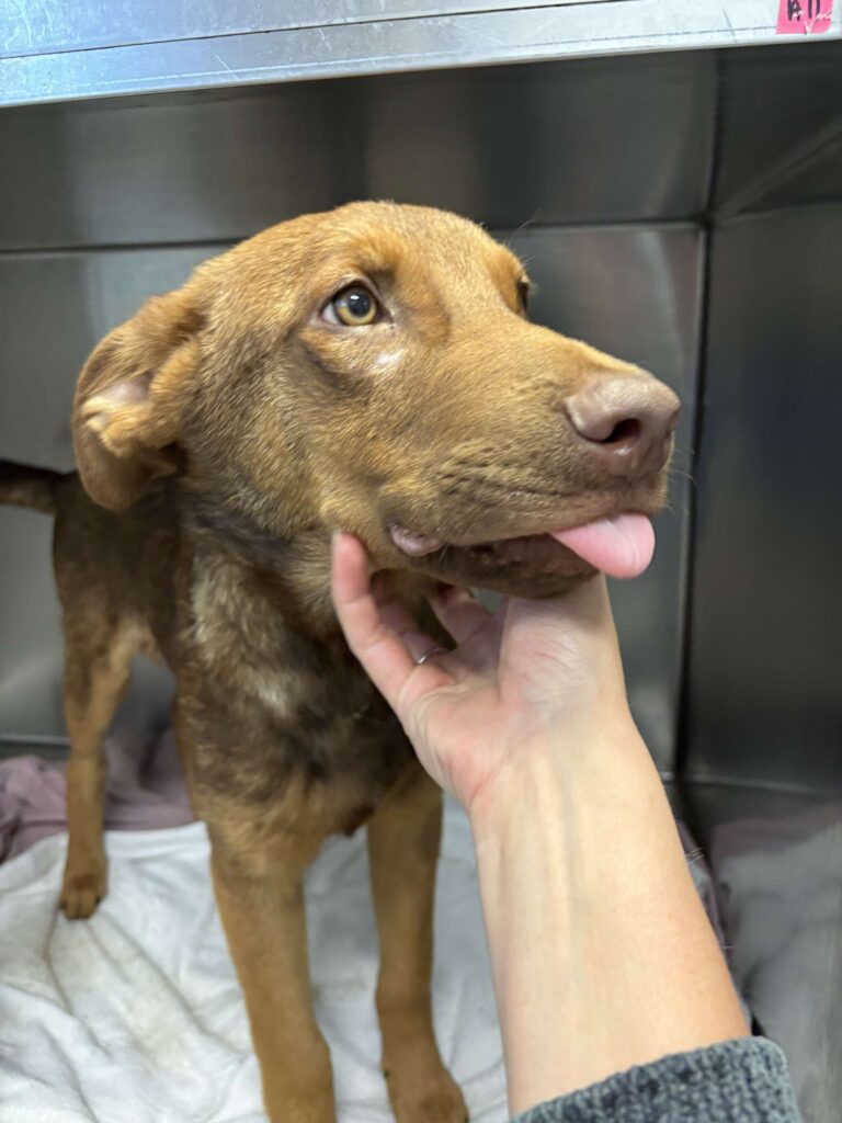 Puppy 2