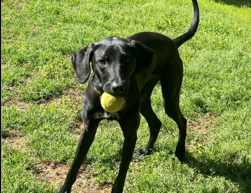 Cora