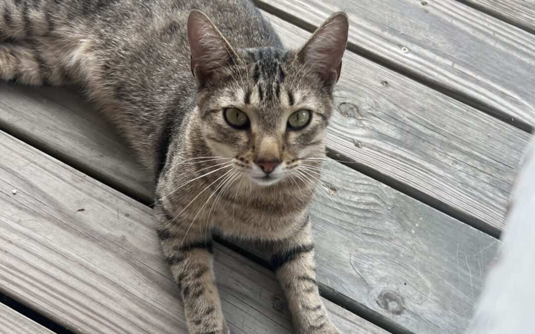 Leo