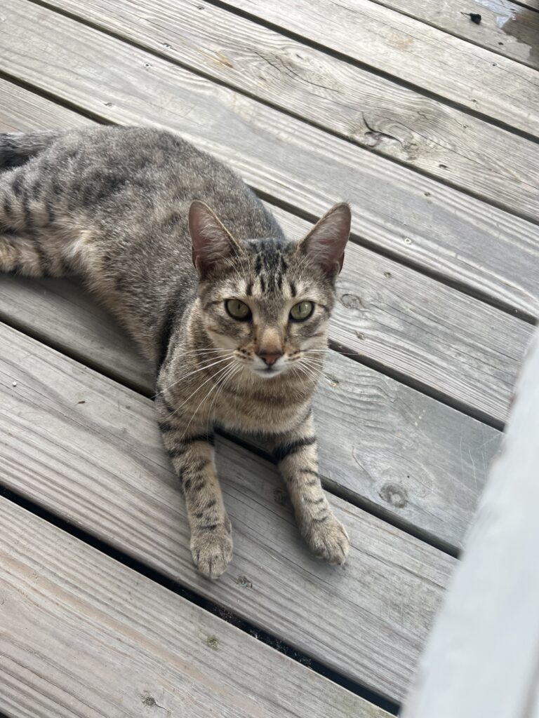 Leo