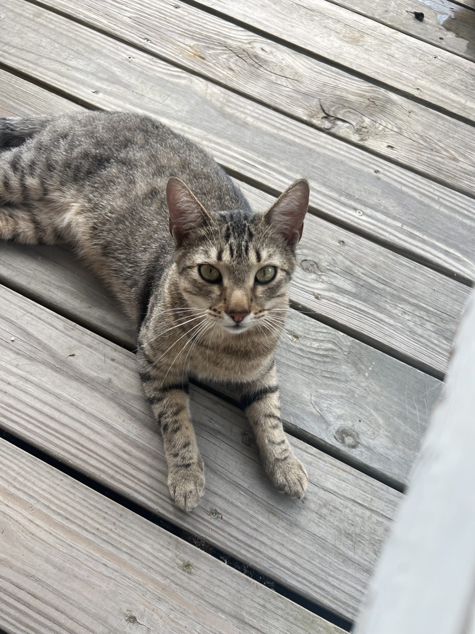 Leo