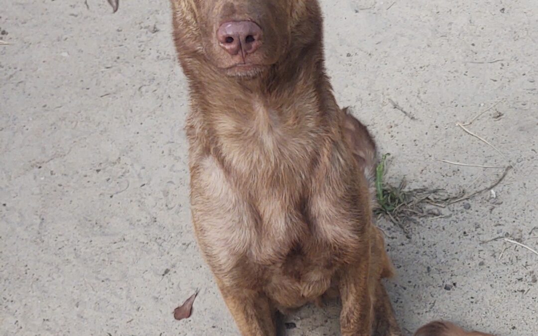 Puppy 3