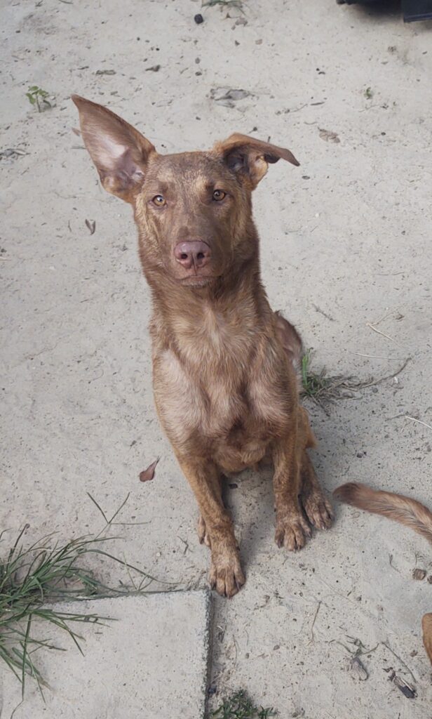 Puppy 3