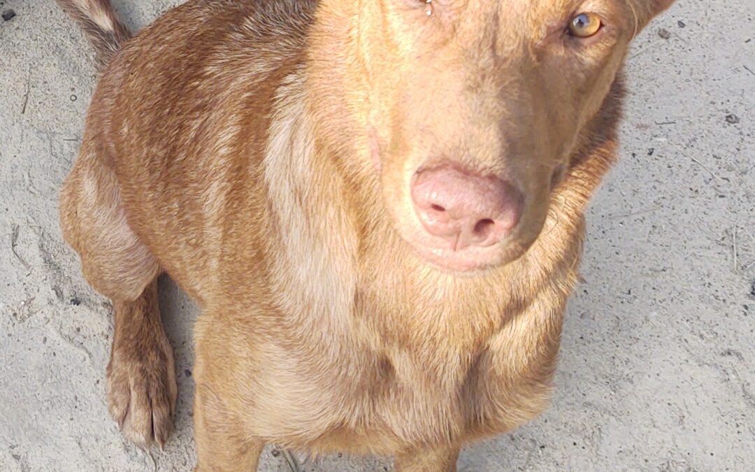 Puppy 1