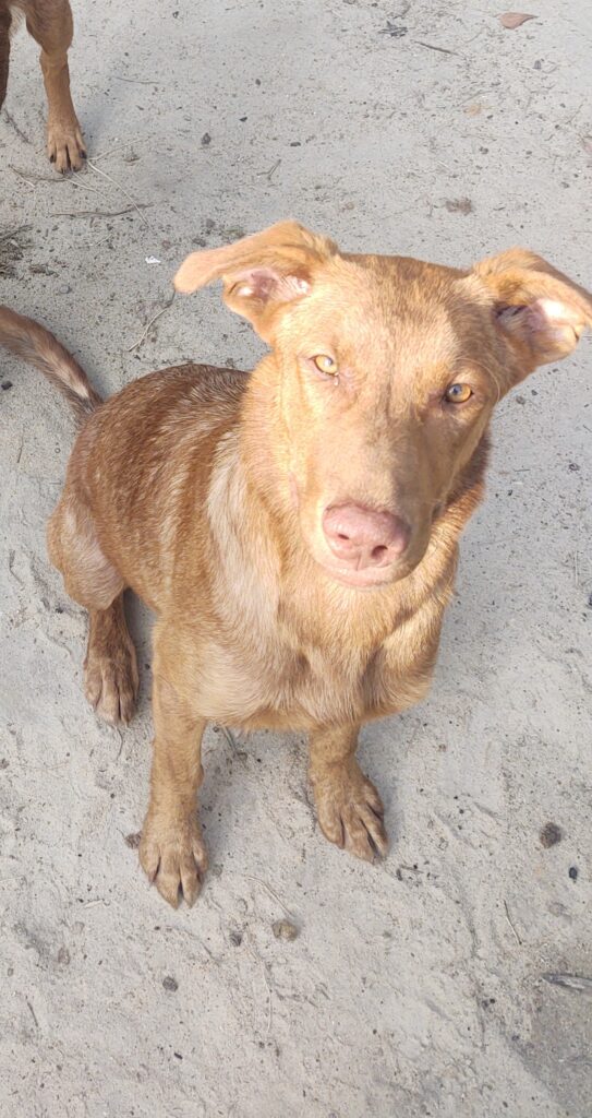 Puppy 1