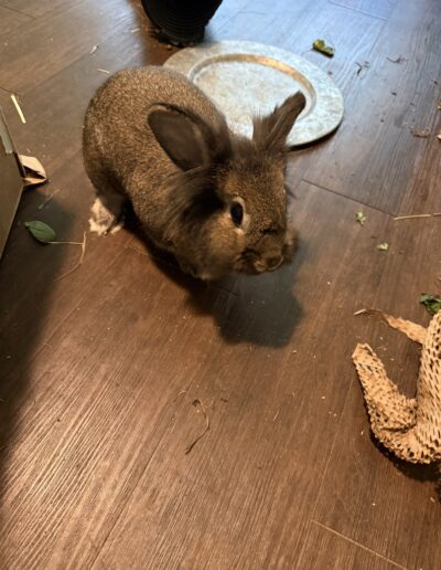 Cinnabun