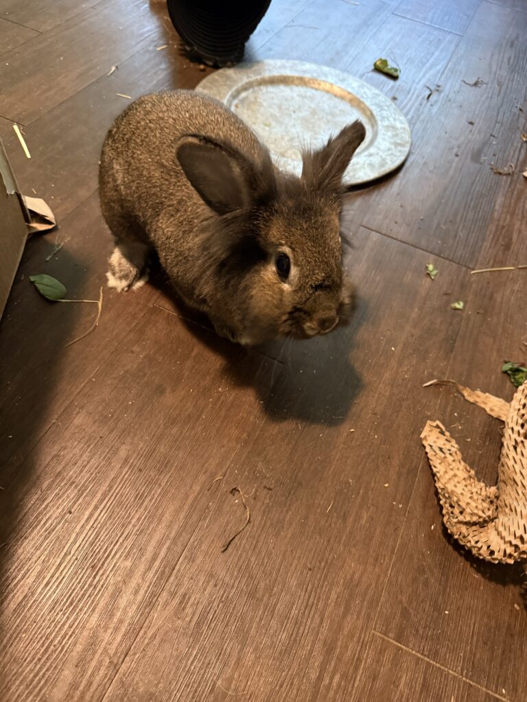 Cinnabun