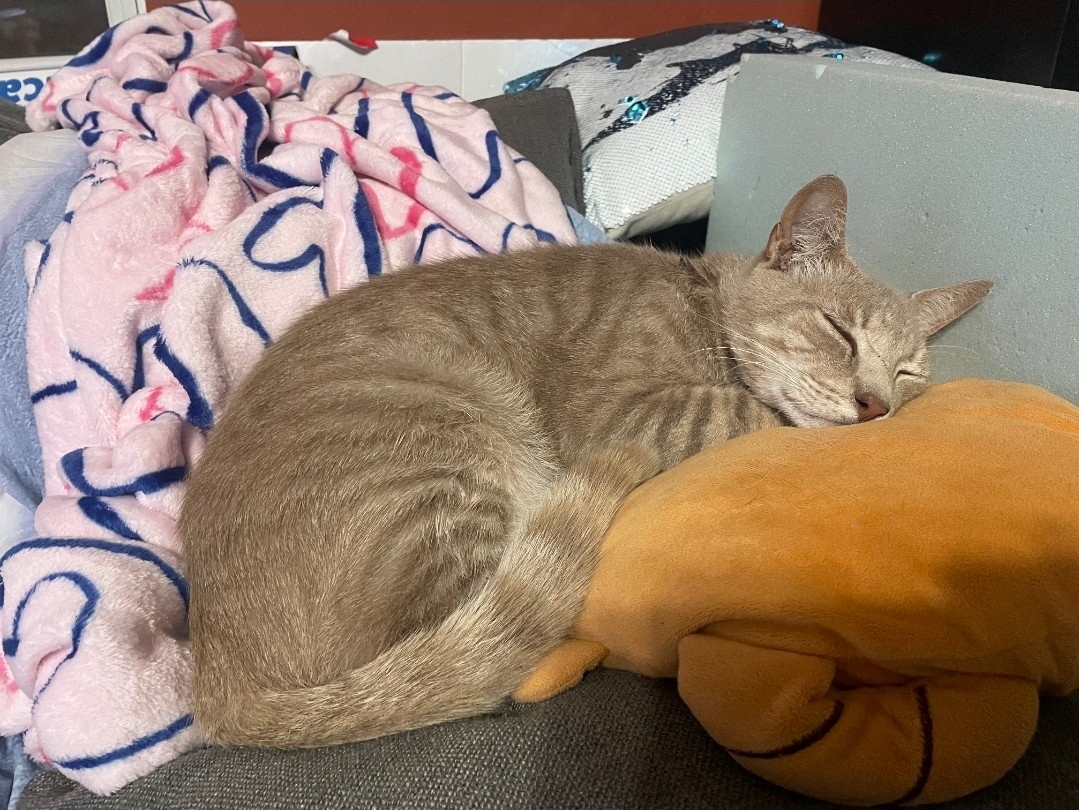 Cuddly Gent