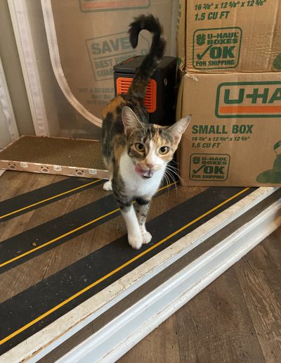 Bell Bottoms (Belle)