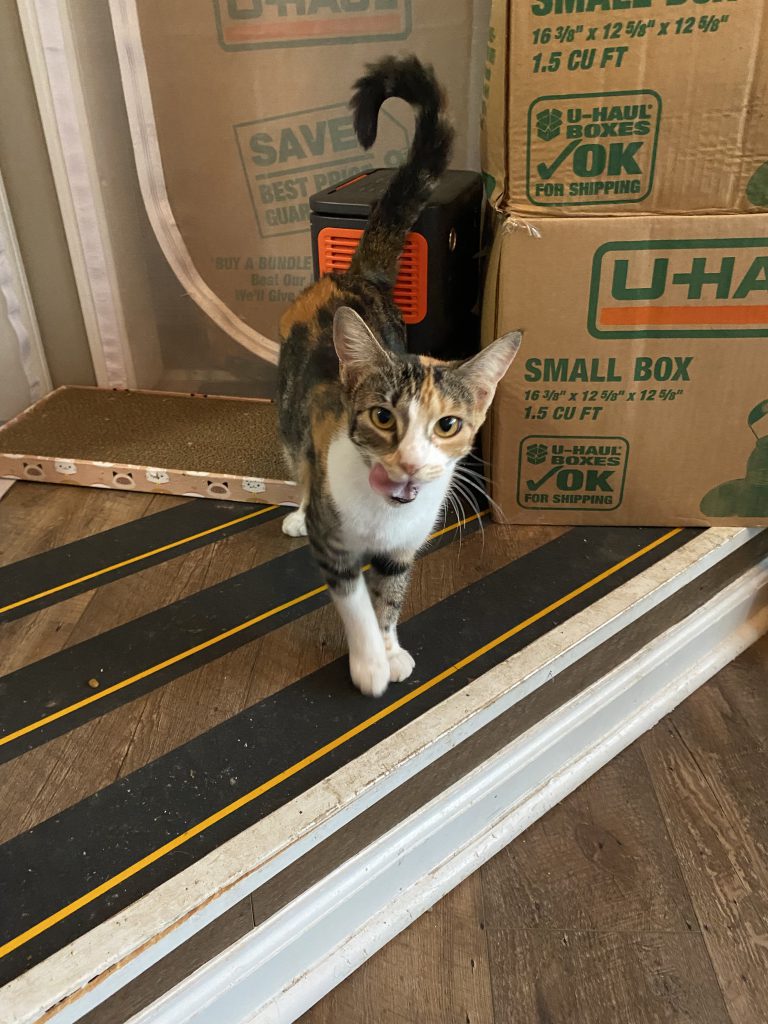 Bell Bottoms (Belle)