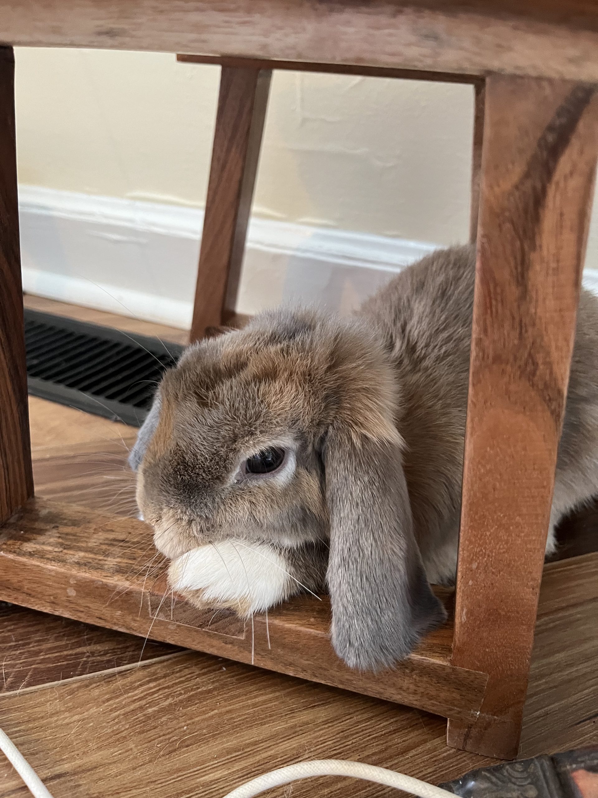 The sweetest rabbit looking for her humans