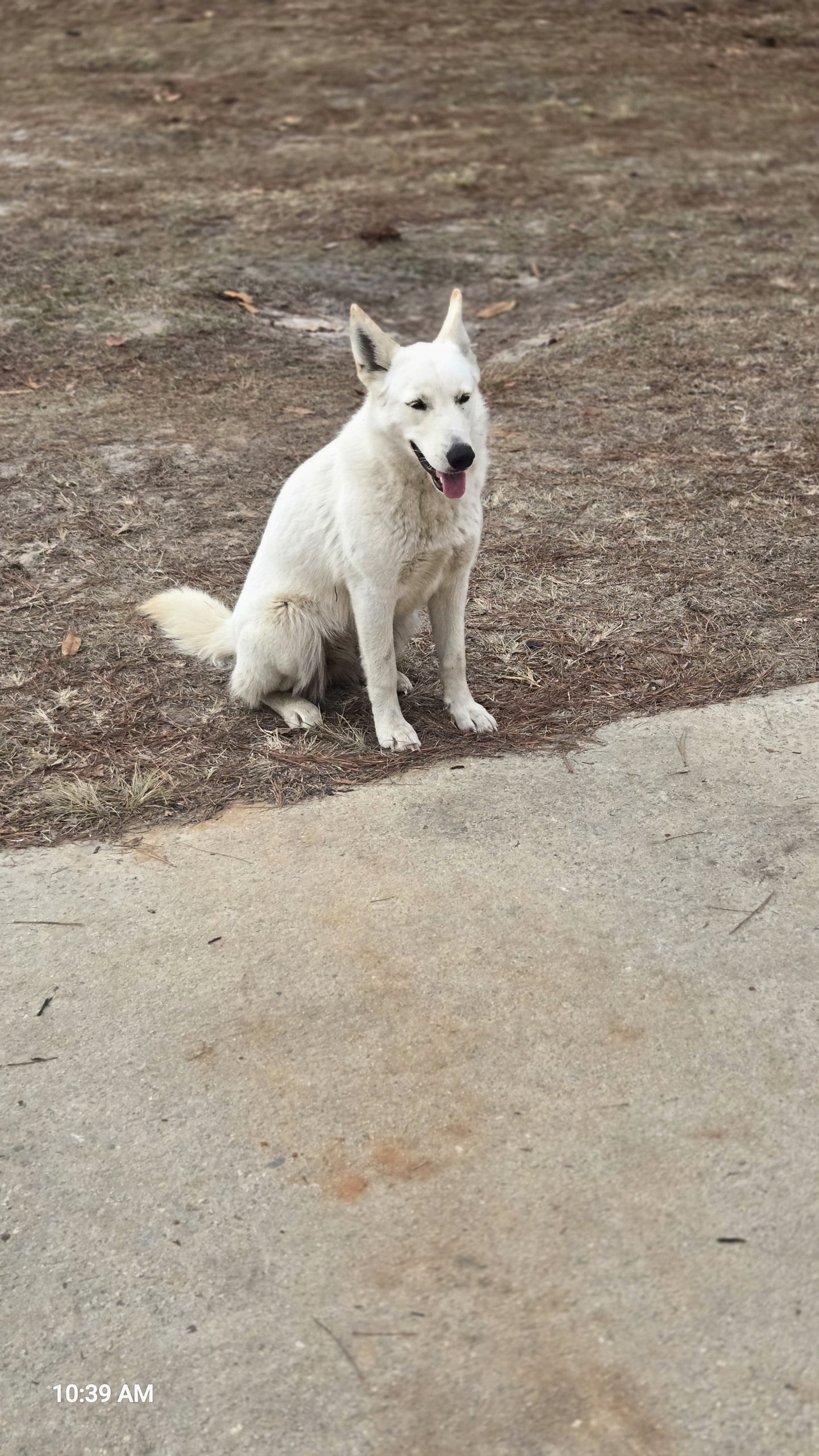 German Shepherd Mix needs a new home.