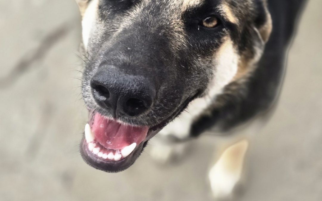 Masha (pronounced maw-shuh)