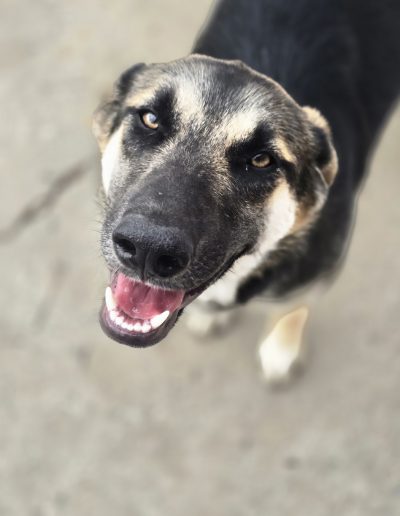 Masha (pronounced maw-shuh)