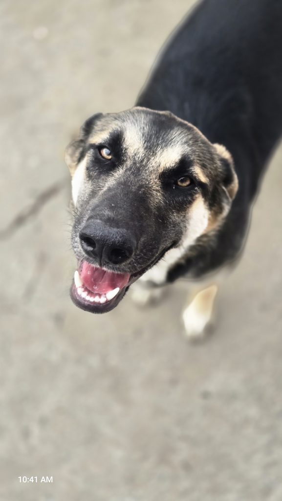 Masha (pronounced maw-shuh)