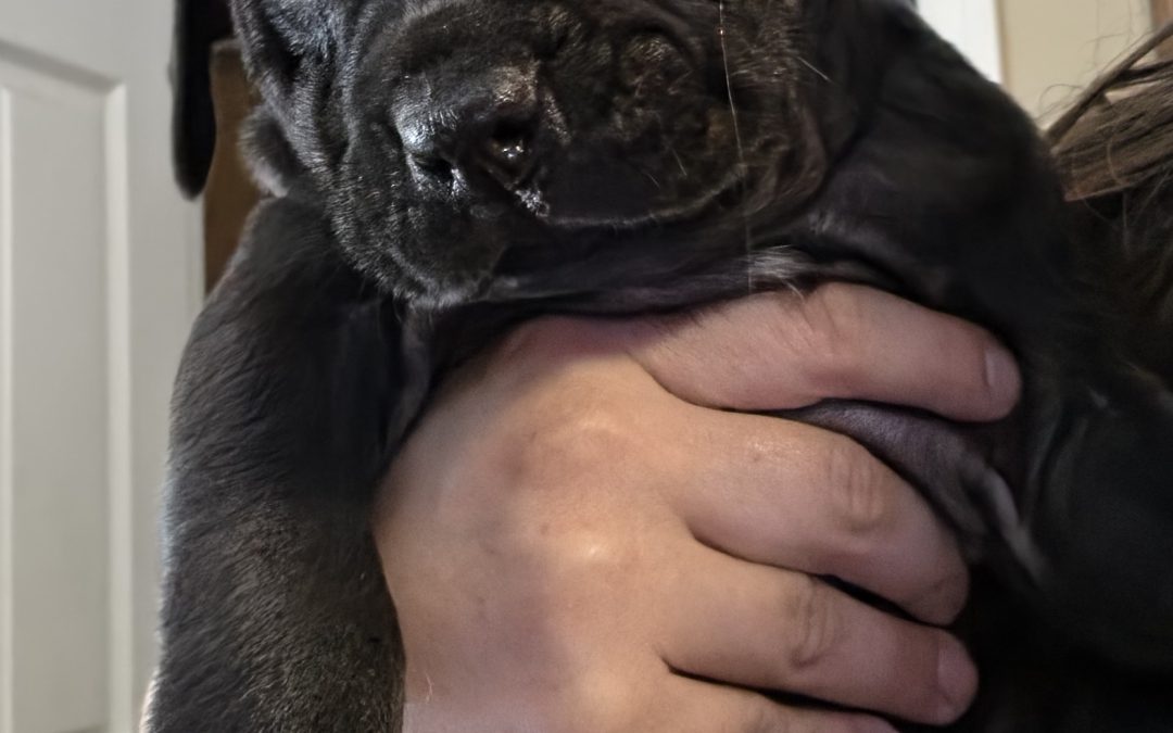 Puppy 3