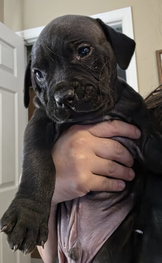 Puppy 3