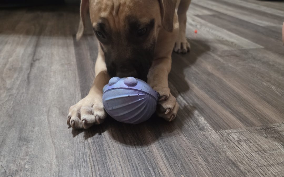 Puppy 3