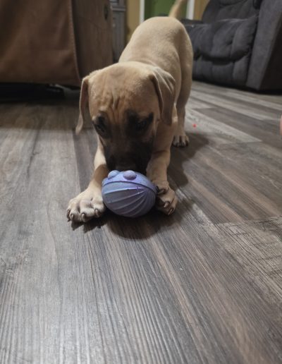 Puppy 3