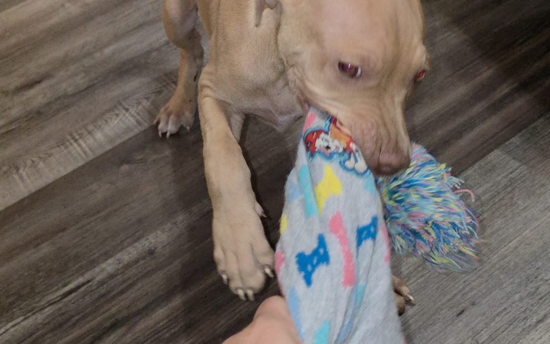 Puppy 2