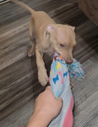 Puppy 2