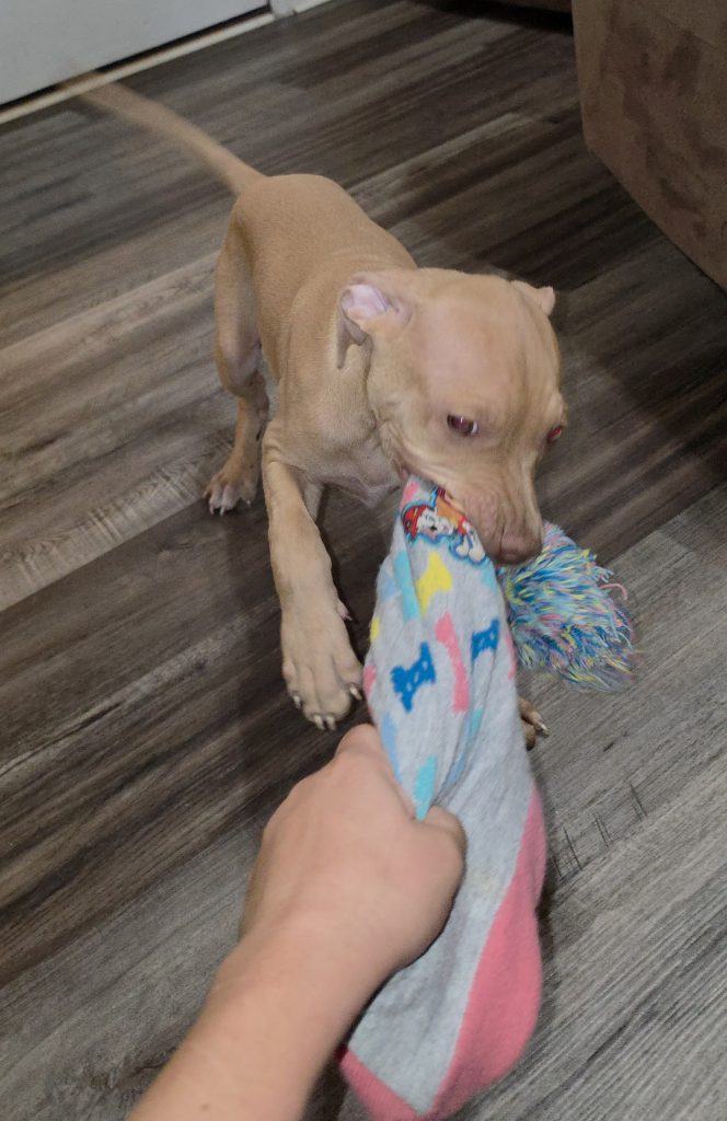 Puppy 2