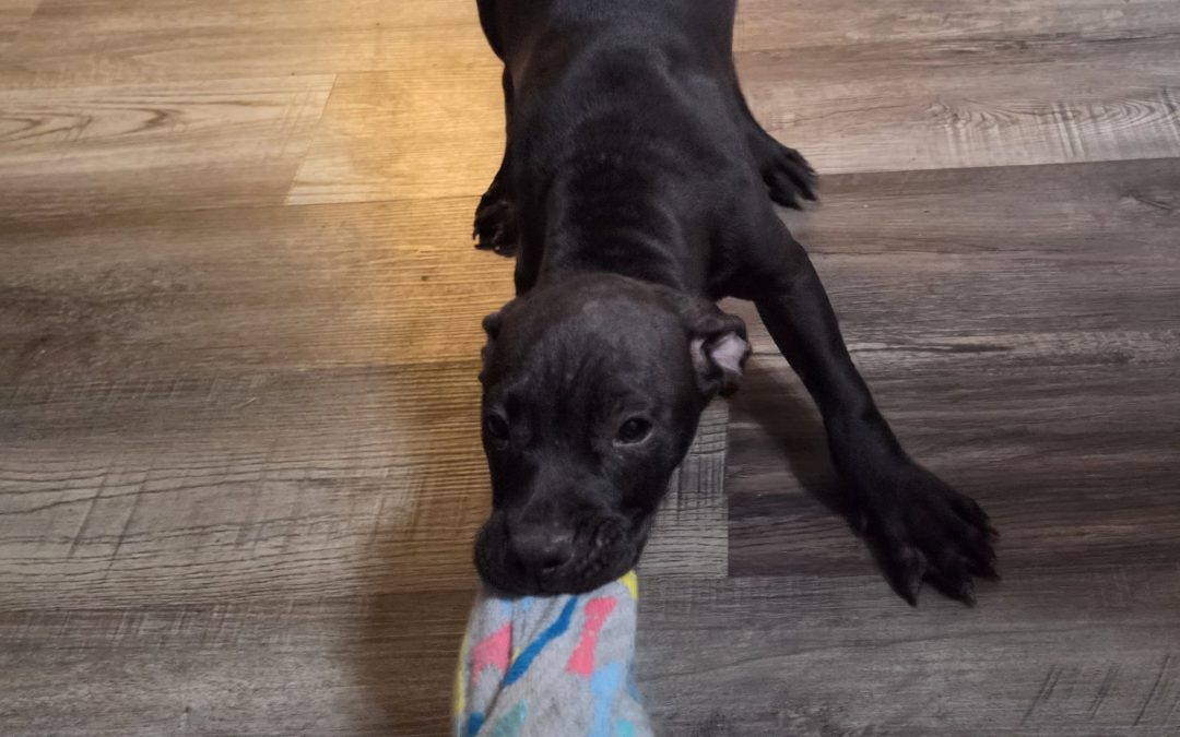 Puppy 1