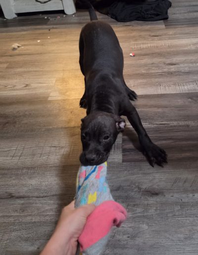Puppy 1