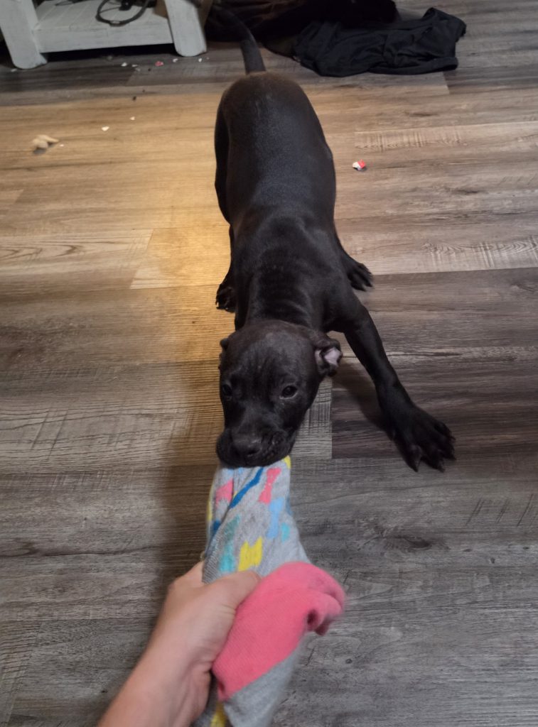 Puppy 1