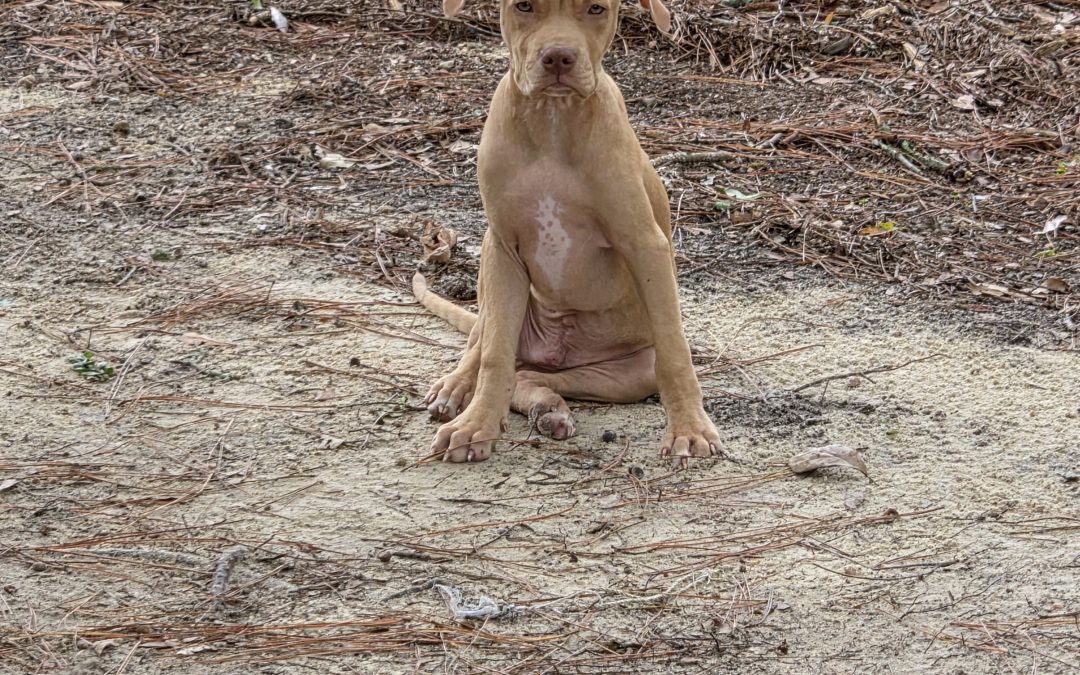 Bolt