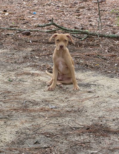 Bolt
