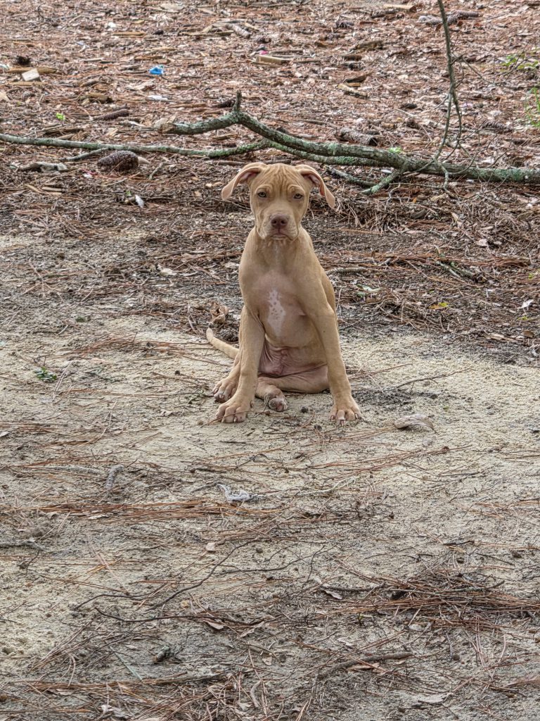 Bolt
