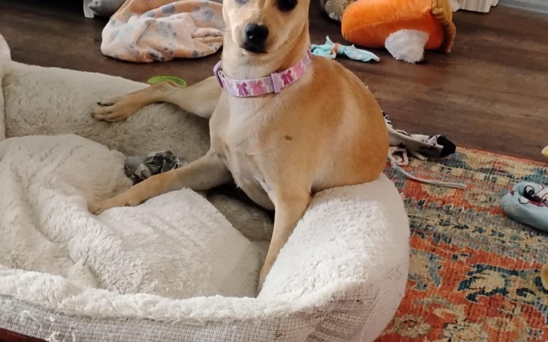 Lola