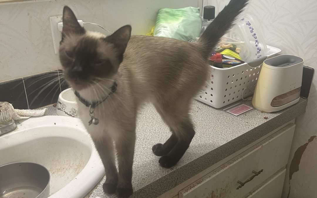 Missi