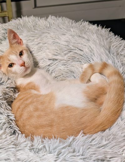 Cream Puff