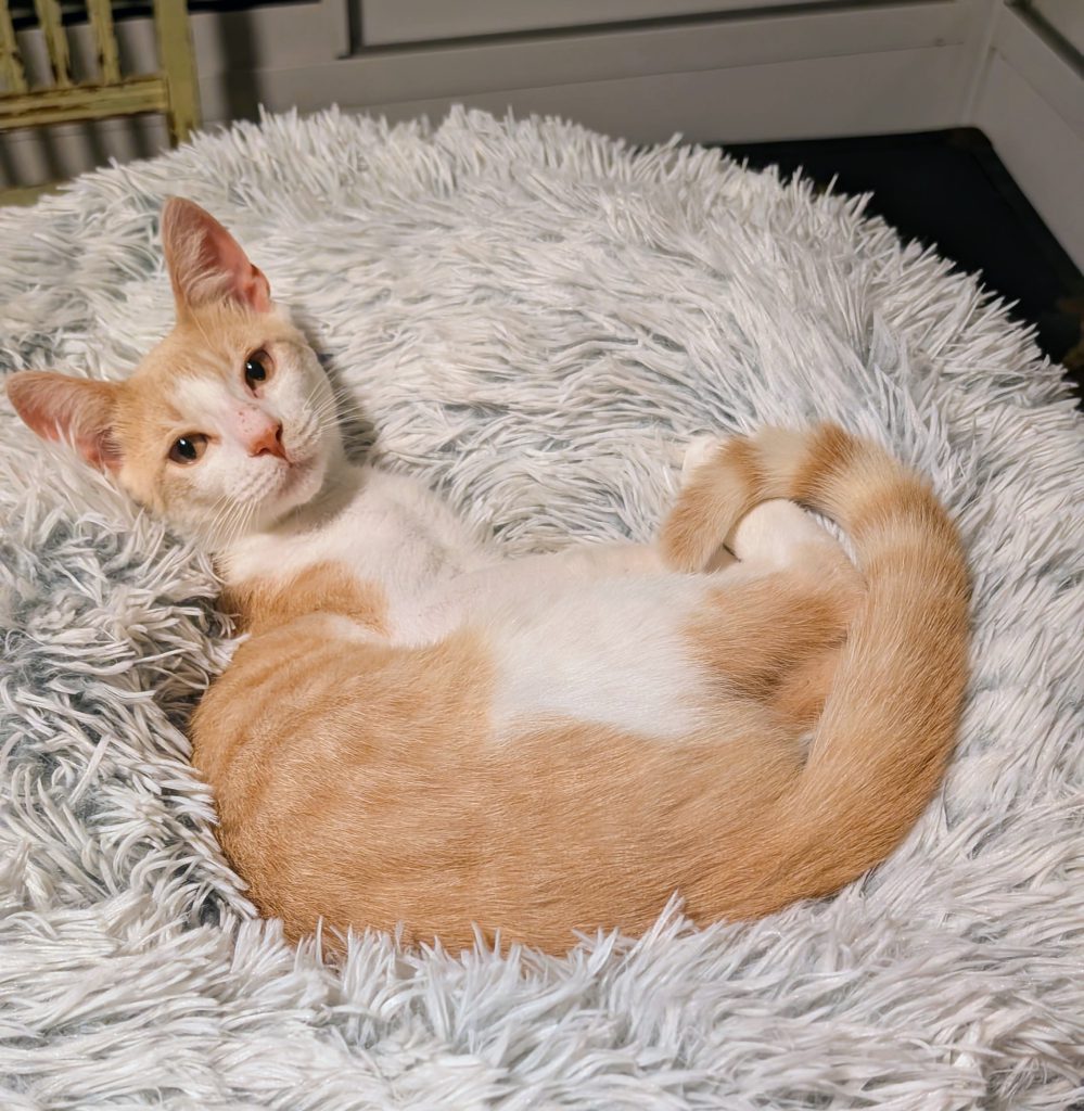Cream Puff